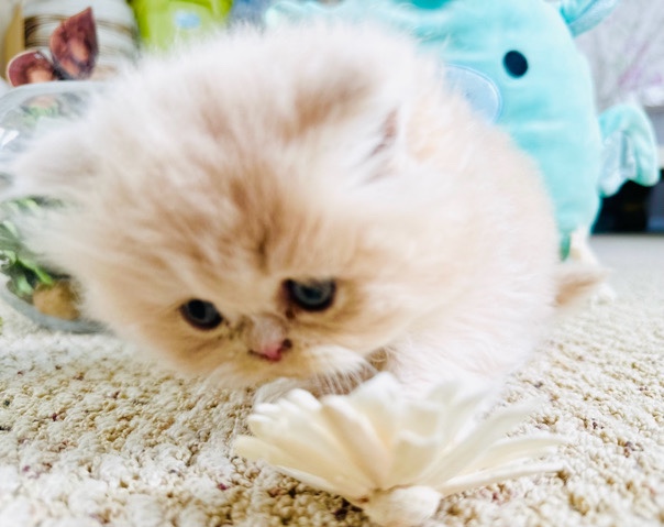 Persian (Traditional) – Persian kitten