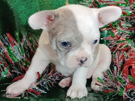 French Bulldog – Frosty the Frenchton Pup