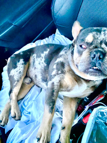French Bulldog – Santee great though