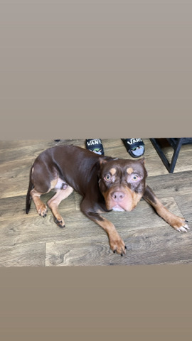 American Pit Bull Terrier – Stud Fee