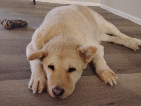 Chow Chow – Golden Retriever/Chow Chow mix NEEDS NEW HOME ASAP!! – Phoenix