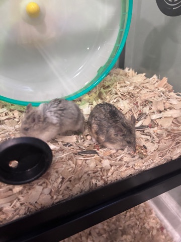 Any – Dwarf Hamsters