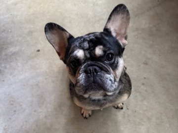 French Bulldog – Beautiful Male Frenchie – Raleigh