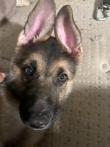 German Shepherd – 2 month old german shepherd puppy!