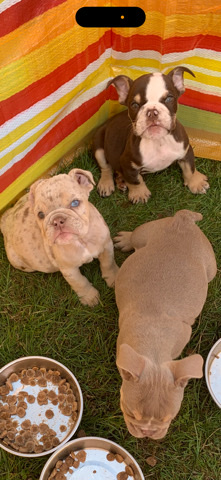 Olde English Bulldogge – English bulldogs puppies