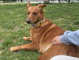 busco hogar para mi perrita – Madrid