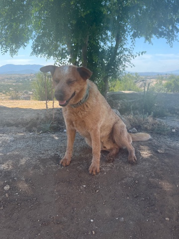 Queensland Heeler