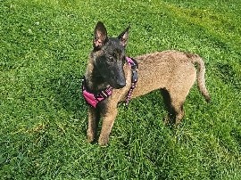 Belgian Shepherd Dog (Malinois) - Mechelse Herder  available for adoption in Hamburg