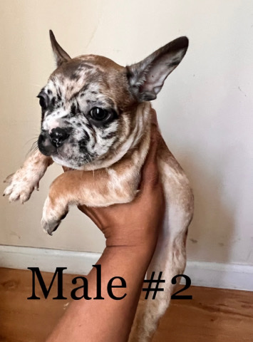 French Bulldog – frenchy needs forever home