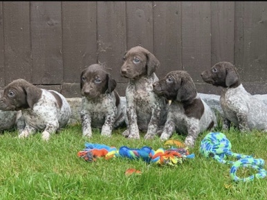 German Shorthaired Pointer – TOP QUALITY - (German shorthair pointer puppies) – Slough