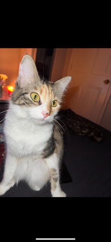 Cat for sale
