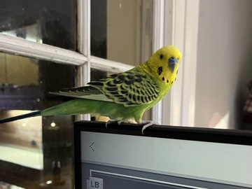 budgie 2 years old experienced keepers only