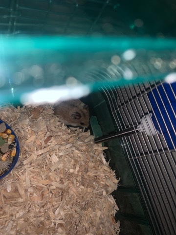 Any – Hamster