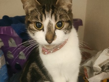 female cat & kitten – Abingdon