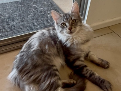 Turkish Angora – Turkish Angora boy – Apple Valley