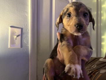 aussie shepherd and catahoula leopard dog mix!