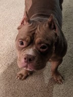 American Bully Rehoming