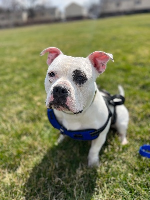 American Bulldog – Uzi needs a good new home – Kalamazoo