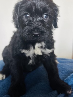 Portuguese Water Dog – Selling Portugese Water Dog/ 3 months old – Arlington
