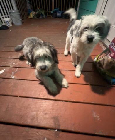 Havanese puppies for sell this are the parents 