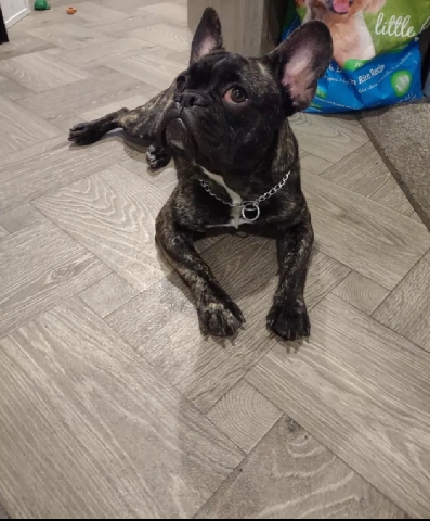 French Bulldog – Loving Frenchie