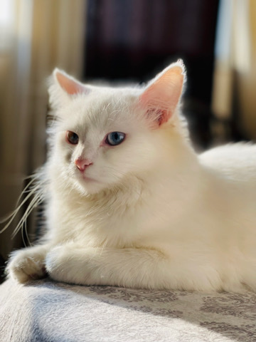 Turkish Angora Cat For Sale