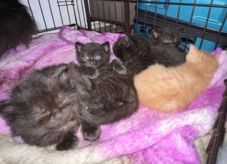 Maine Coon – Tortoise shell offspring kittens