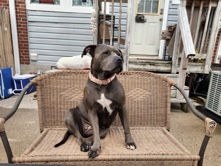 American Pit Bull Terrier – pit