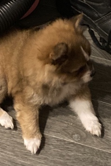 Pomeranian – Pomeranian