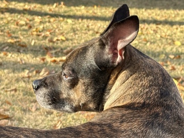 American Pit Bull Terrier – Nox in Need - Pittie Rehome