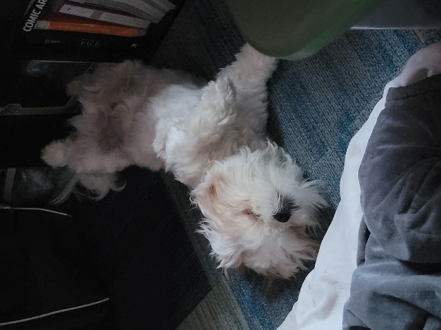 Shih Tzu – adorable puppy forsale/rehoming