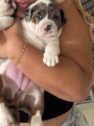 St. Bernard – puppy’s for sale