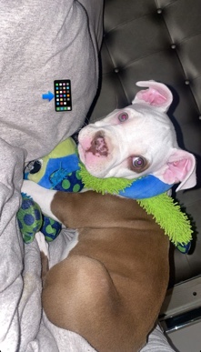 American Pit Bull Terrier – bitbull