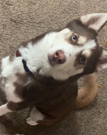 Siberian Husky – Husky