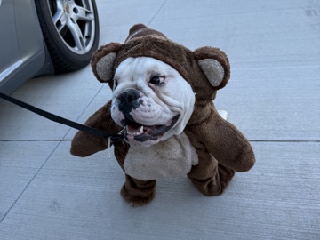 Olde English Bulldogge – English Bulldog 10-Months Old – Wesley Chapel