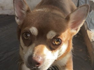 Chihuahua – Friendly Chihuahua for Sale – 3 Years Old in Ipswich – Ipswich