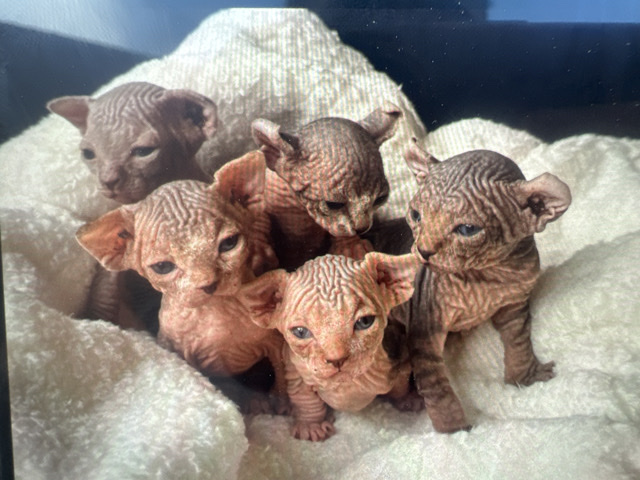 Somali – Beauitful Elf Spyhnx Kittens – Telford