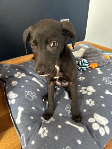 10 week old Lurcher 
