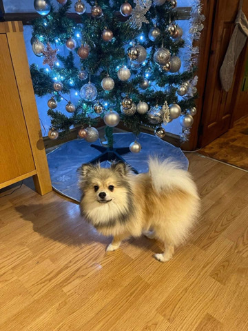 Pomeranian – Pomeranian