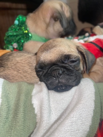 Pug – Rehoming #3