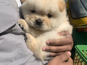 Chow Chow - home issues available for adoption in Sahibzada Ajit Singh Nagar