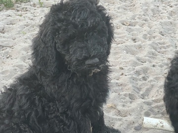 Goldendoodle – goldendoodle – Lehigh Acres