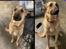 German Shepherd – German Shepherd/Golden Retriever Mix