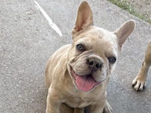 French Bulldog – Frenchie puppies – Globe
