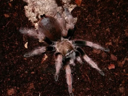 Tx Tane Tarantula