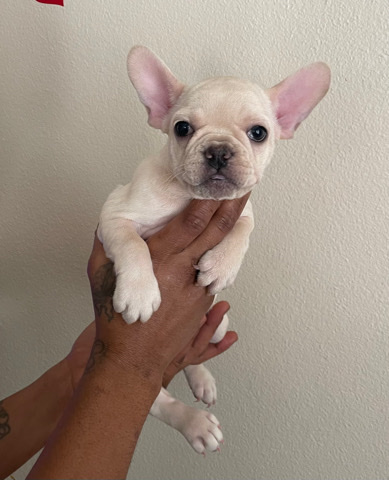 French Bulldog – Coco Cream Carrying Tan Points