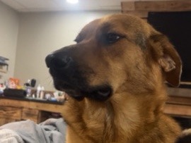 German Shepherd – Friendly 3-Year-Old German Shepherd for Sale – Birmingham – Birmingham