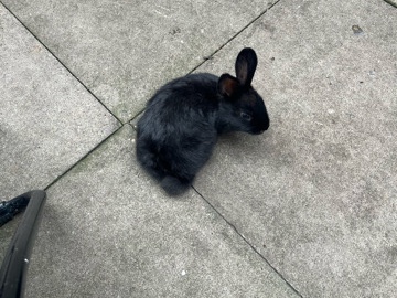 Mini Rex – black baby bunny – Stoke-On-Trent