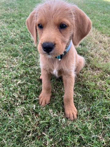 Golden Retriever – Teddy the goldendoodle for sale