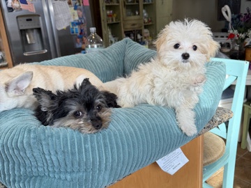 Maltipoo – Maltipoo rehome – Grand Rapids
